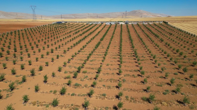 ELİF'DEN ÇALTI DA 1500 AĞAÇLI 40.000 m2 BADEMLİK